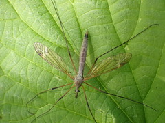 Tipula luna