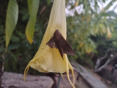 Xylophanes hannemanni