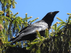 Corvus corax corax