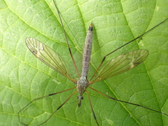 Tipula luna