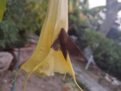 Xylophanes hannemanni