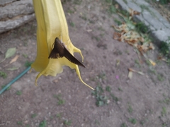 Xylophanes hannemanni