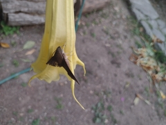 Xylophanes hannemanni