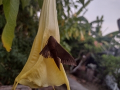 Xylophanes hannemanni