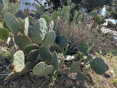 Opuntia tunoidea