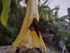 Xylophanes hannemanni
