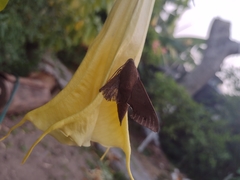 Xylophanes hannemanni