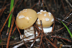 Amanita toxica