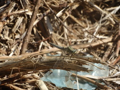 Orthetrum cancellatum