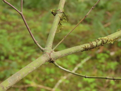 Acer circinatum