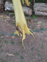 Xylophanes hannemanni