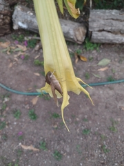 Xylophanes hannemanni