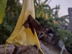 Xylophanes hannemanni