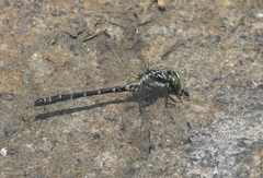 Davidius lunatus