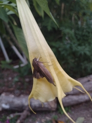 Xylophanes hannemanni