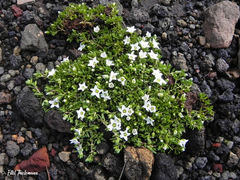 Arenaria serpens