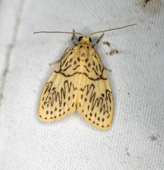 Pseudobarsine bombdilensis