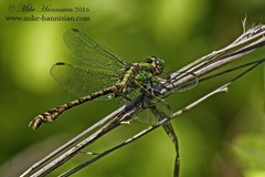 Ophiogomphus rupinsulensis