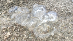 Aequorea forskalea
