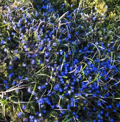 Glandora prostrata lusitanica