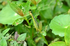 Ceriagrion fallax