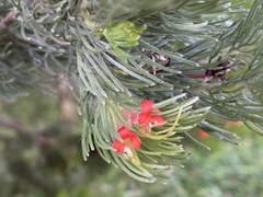 Adenanthos sericeus