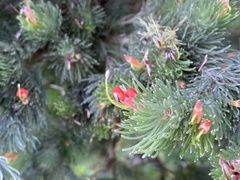 Adenanthos sericeus