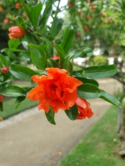 Punica granatum