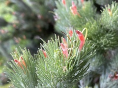 Adenanthos sericeus
