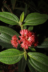 Miconia pubistyla