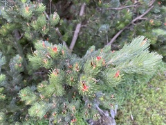 Adenanthos sericeus