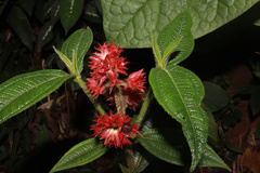 Miconia pubistyla