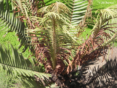 Blechnum schottii