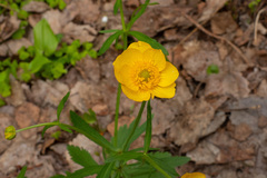 Ranunculus cassubicus