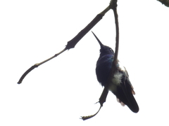 Anthracothorax nigricollis