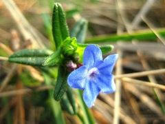 Glandora prostrata lusitanica