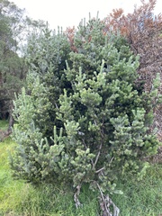 Adenanthos sericeus