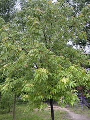 Acer saccharinum