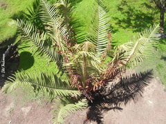 Blechnum schottii