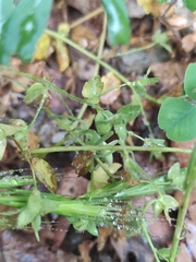 Micrommata virescens