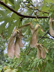 Acer saccharinum