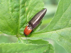 Ludioschema obscuripes