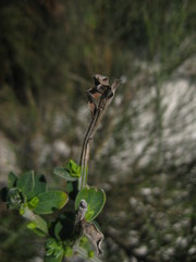 Cytisus scoparius insularis