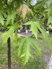 Acer saccharinum