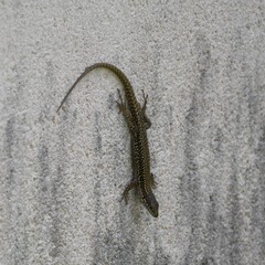 Podarcis muralis