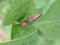 Ludioschema obscuripes