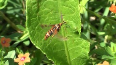 Pyropteron icteropus