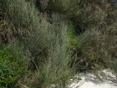 Cytisus scoparius insularis