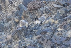 Tetraogallus altaicus