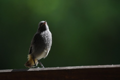 Phoenicurus ochruros